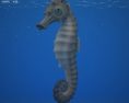 Seahorse Low Poly 3D модель