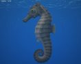 Seahorse Low Poly 3D 모델 