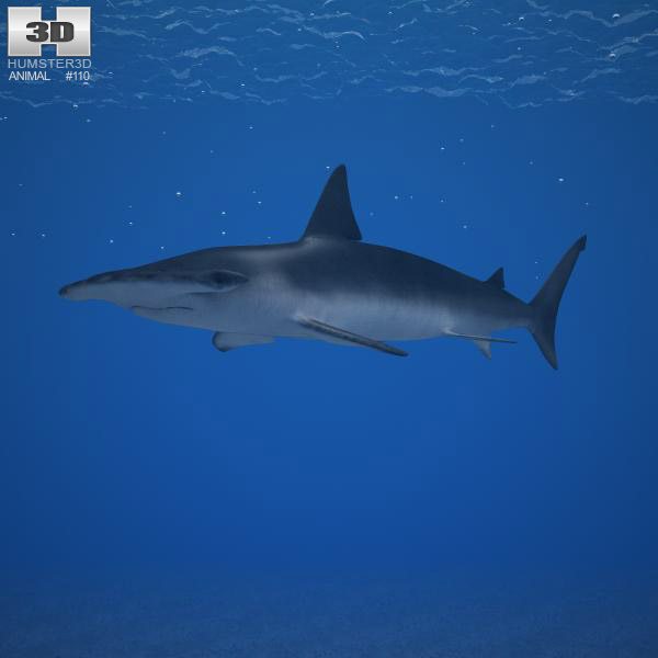 Smooth Hammerhead Shark Low Poly 3D model