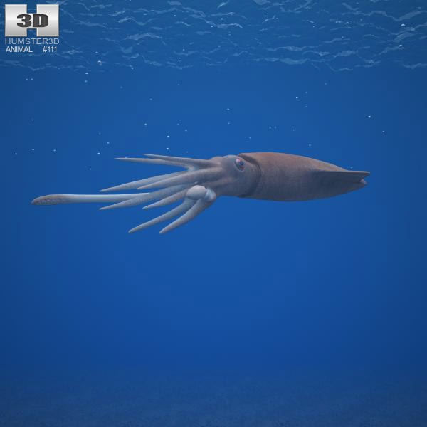 Squid Low Poly 3D model