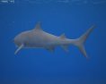 Tiger shark Low Poly 3D模型