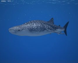 Whale shark Low Poly 3D模型