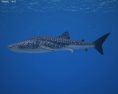 Whale shark Low Poly Modelo 3D