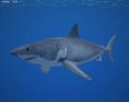 Great White Shark Low Poly Modello 3D