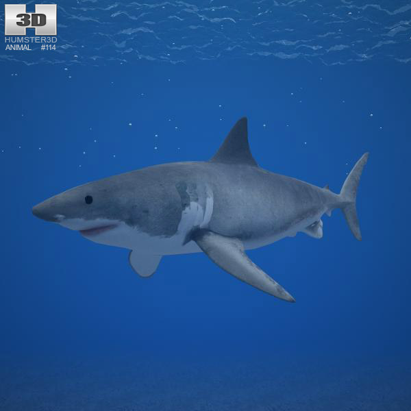 Great White Shark Low Poly 3D model