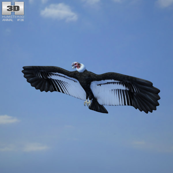 Andean Condor Low Poly 3D model