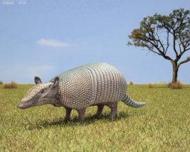 Armadillo Low Poly 3D model