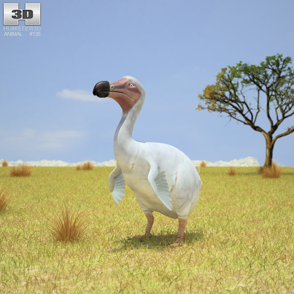 Dodo Low Poly Modello 3D