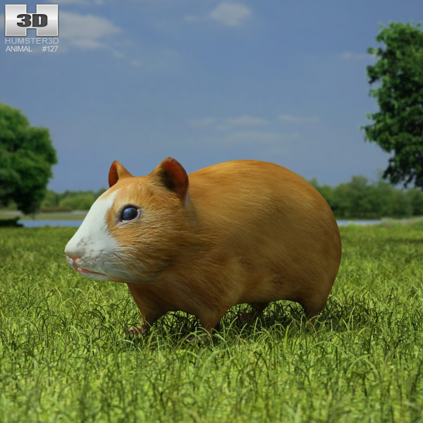 Hamster Low Poly Modèle 3D