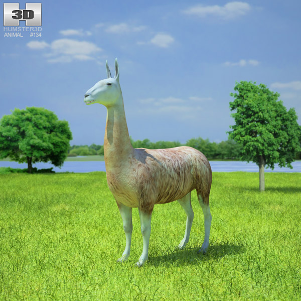Lama Low Poly Modèle 3D