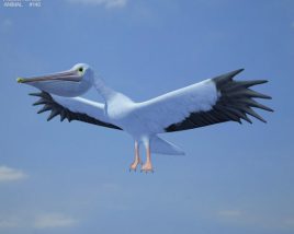 Pelican Low Poly 3D model