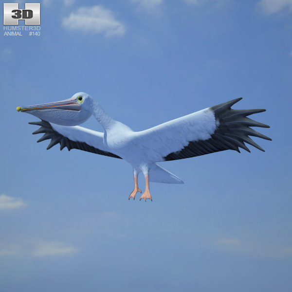 Pelican Low Poly 3D model