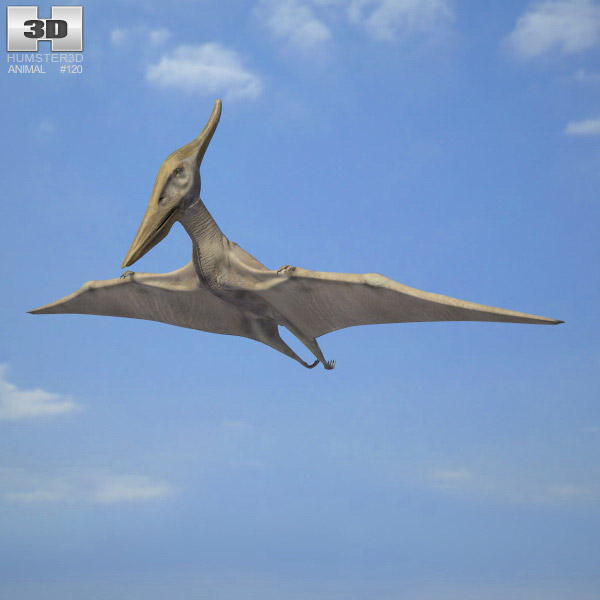 Pteranodon Low Poly Modello 3D