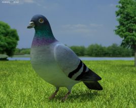 Rock Dove Low Poly 3D-Modell