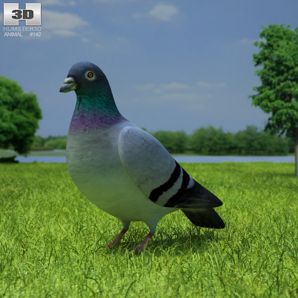 Rock Dove Low Poly 3D model