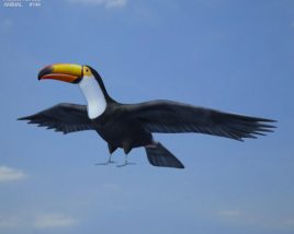 Toucan Low Poly 3D-Modell