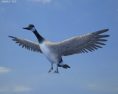 Canada Goose Low Poly Modello 3D