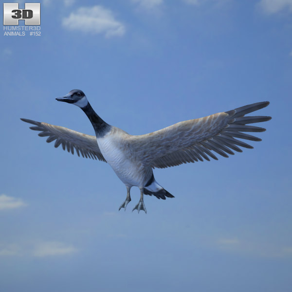 Canada Goose Low Poly 3D model