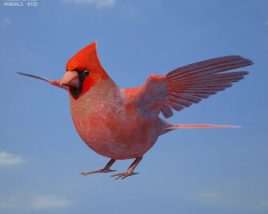 Cardinal Low Poly 3D model