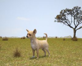Chihuahua Low Poly 3D-Modell