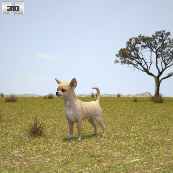 Chihuahua Low Poly 3d model
