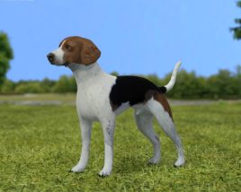 English Foxhound Low Poly Modèle 3D