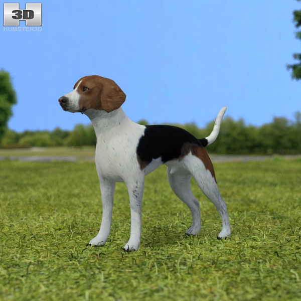 English Foxhound Low Poly Modèle 3D