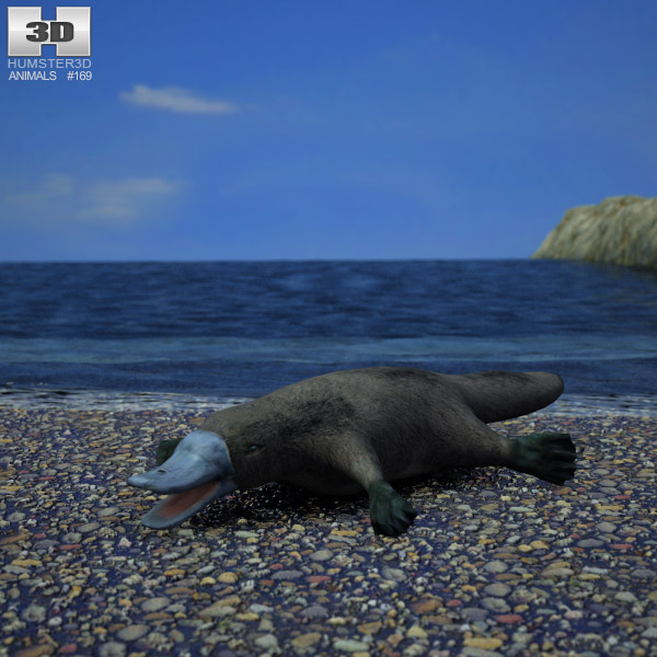Platypus Low Poly 3D model