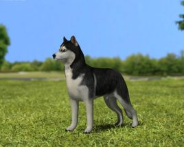 Siberian Husky Low Poly 3D модель