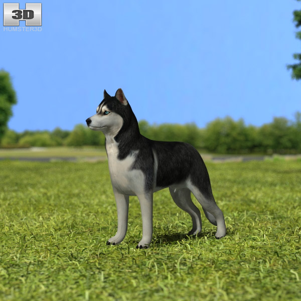 Siberian Husky Low Poly 3D model