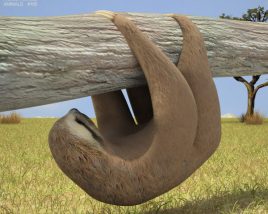 Three-toed sloth Low Poly 3D model