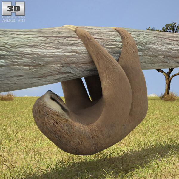 Three-toed sloth Low Poly 3Dモデル