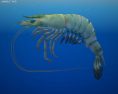 Tiger shrimp Low Poly Modèle 3d