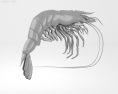 Tiger shrimp Low Poly 3D модель
