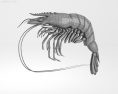 Tiger shrimp Low Poly 3D-Modell