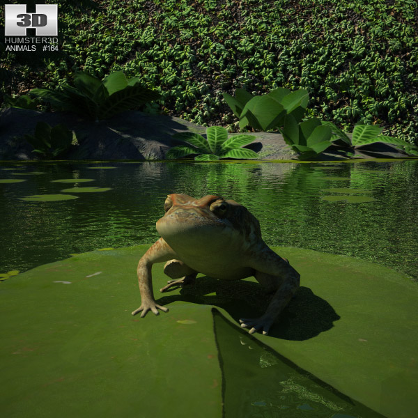 Cane toad Low Poly Modelo 3D