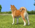 Akita Inu Low Poly 3D-Modell