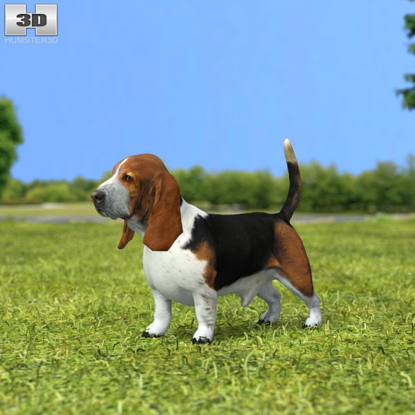 Basset Hound Low Poly 3D model