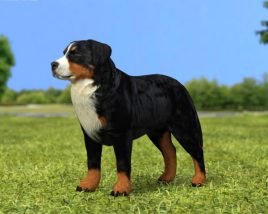 Bernese Mountain Dog Low Poly 3D模型