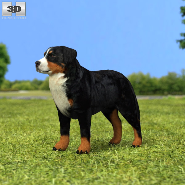 Bernese Mountain Dog Low Poly Modèle 3D