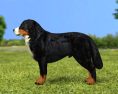 Bernese Mountain Dog Low Poly 3D-Modell