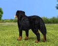Bernese Mountain Dog Low Poly 3D модель