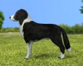 Border Collie Low Poly 3D-Modell