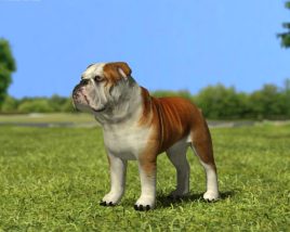 Bulldog Low Poly 3D model