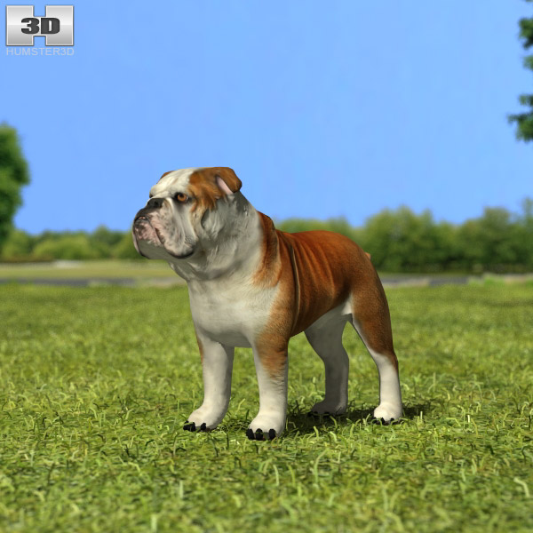 Bulldog Low Poly Modèle 3D