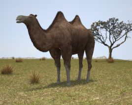Camel Bactrian Low Poly 3D model