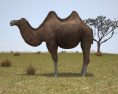 Camel Bactrian Low Poly 3D модель