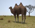 Camel Bactrian Low Poly 3D модель