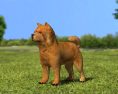Chow Chow Low Poly Modello 3D