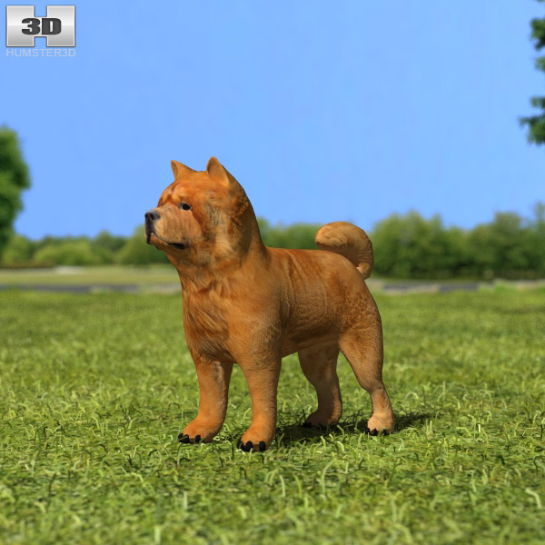 Chow Chow Low Poly Modelo 3D
